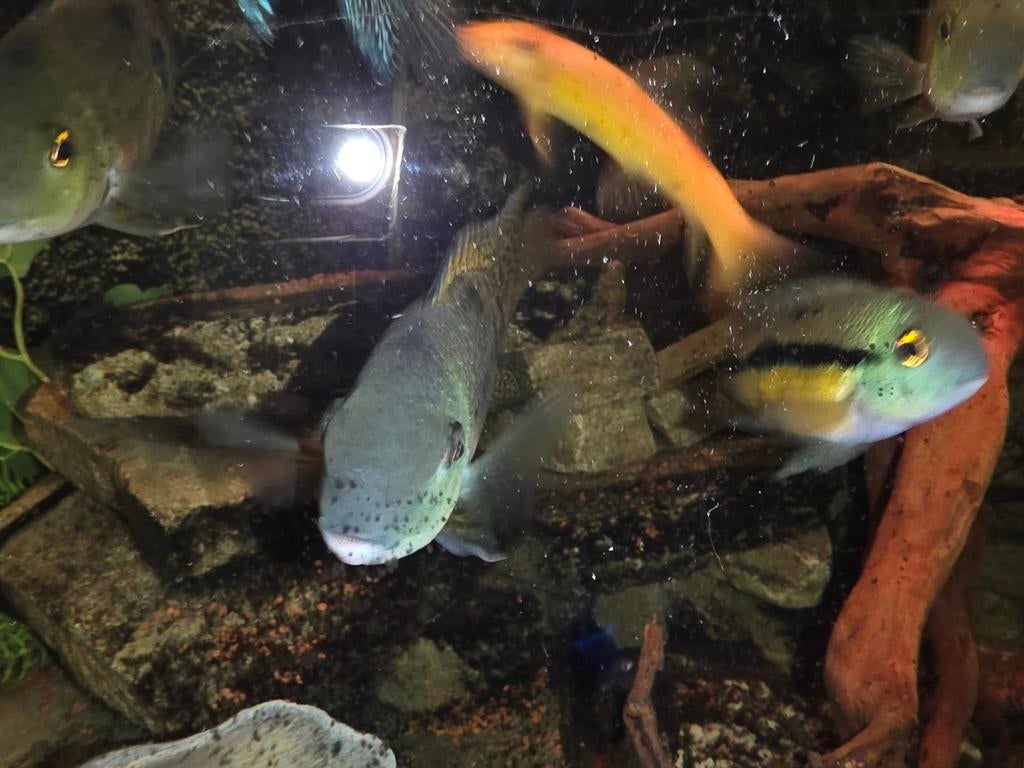 Gele moga koppel oftewel hypsophrys nicaraguense, Dieren en Toebehoren, Vissen | Aquariumvissen, Vis