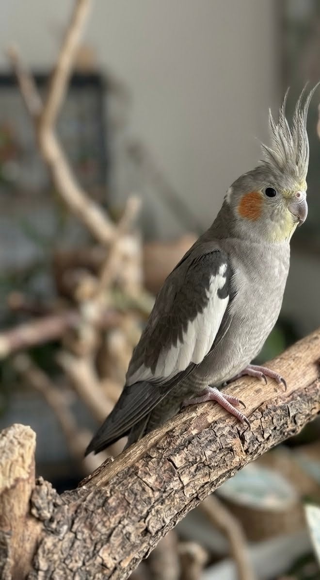 Cockatiel, Dieren en Toebehoren, Mannelijk, Parkiet