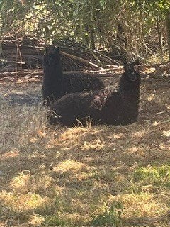 Alpaca merrie en hengst samen te koop, Dieren en Toebehoren, Juni, Meerdere dieren