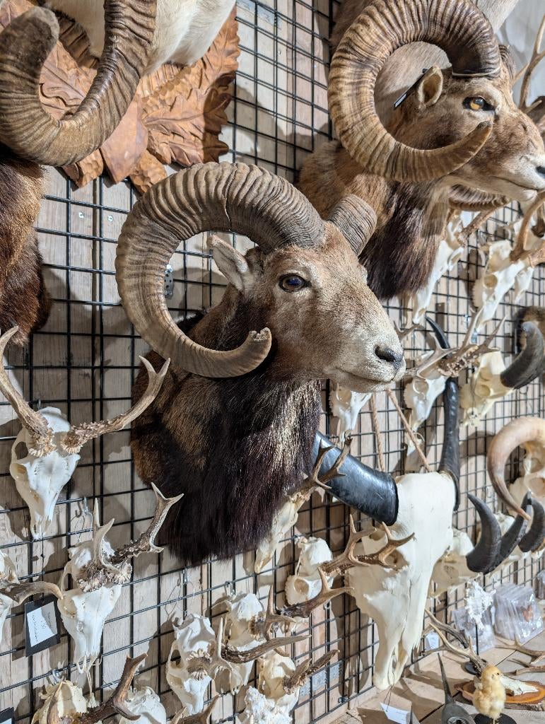 opgezet moeflon winkel borst preparaat hert taxidermie, Verzamelen, Dierenverzamelingen, Ophalen, Hert, Opgezet dier