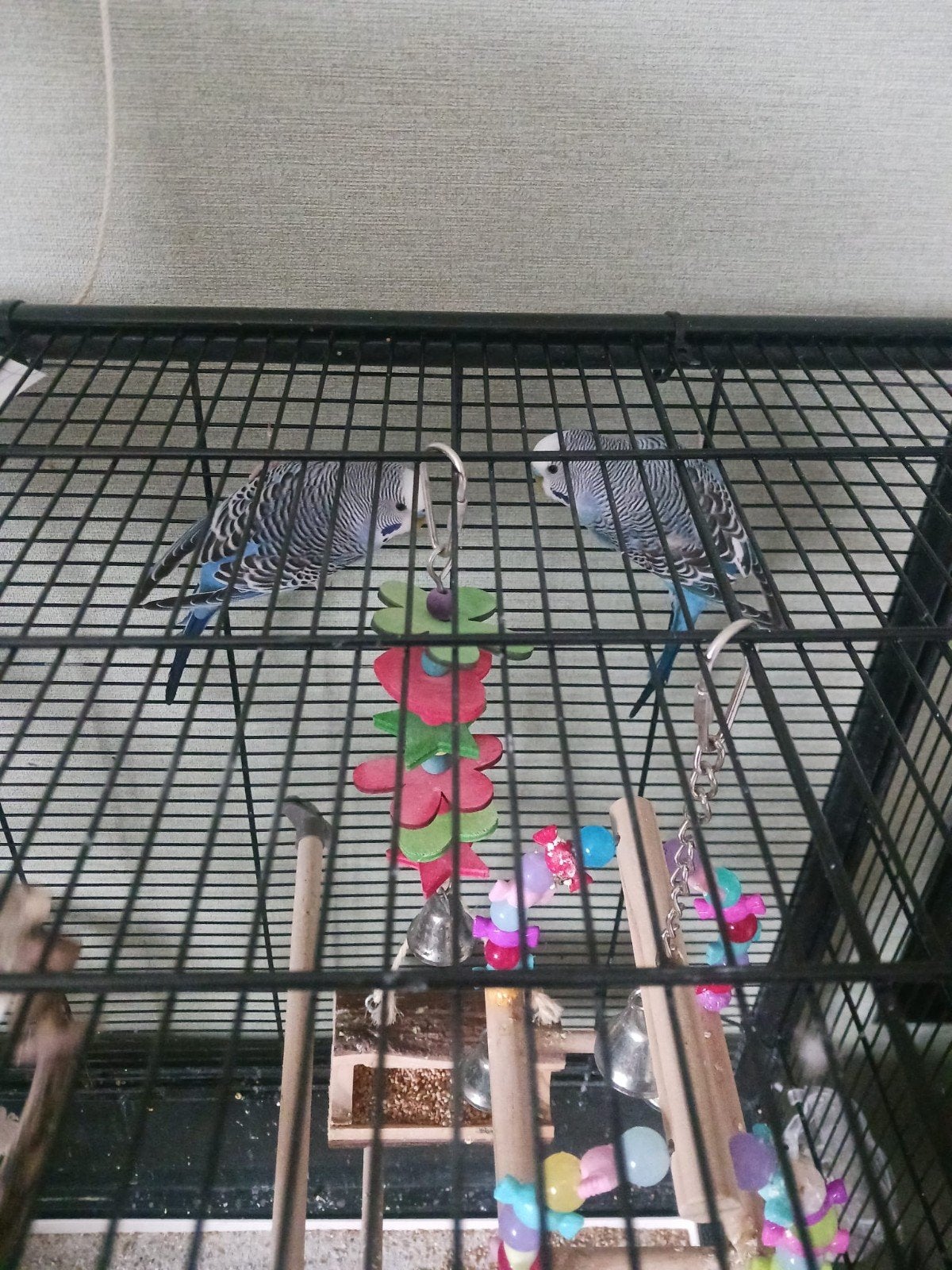 2 mannetjes parkieten met grote kooi, Dieren en Toebehoren, Vogels | Hokken en Kooien, Ophalen, Zo goed als nieuw, Metaal, Vogelkooi