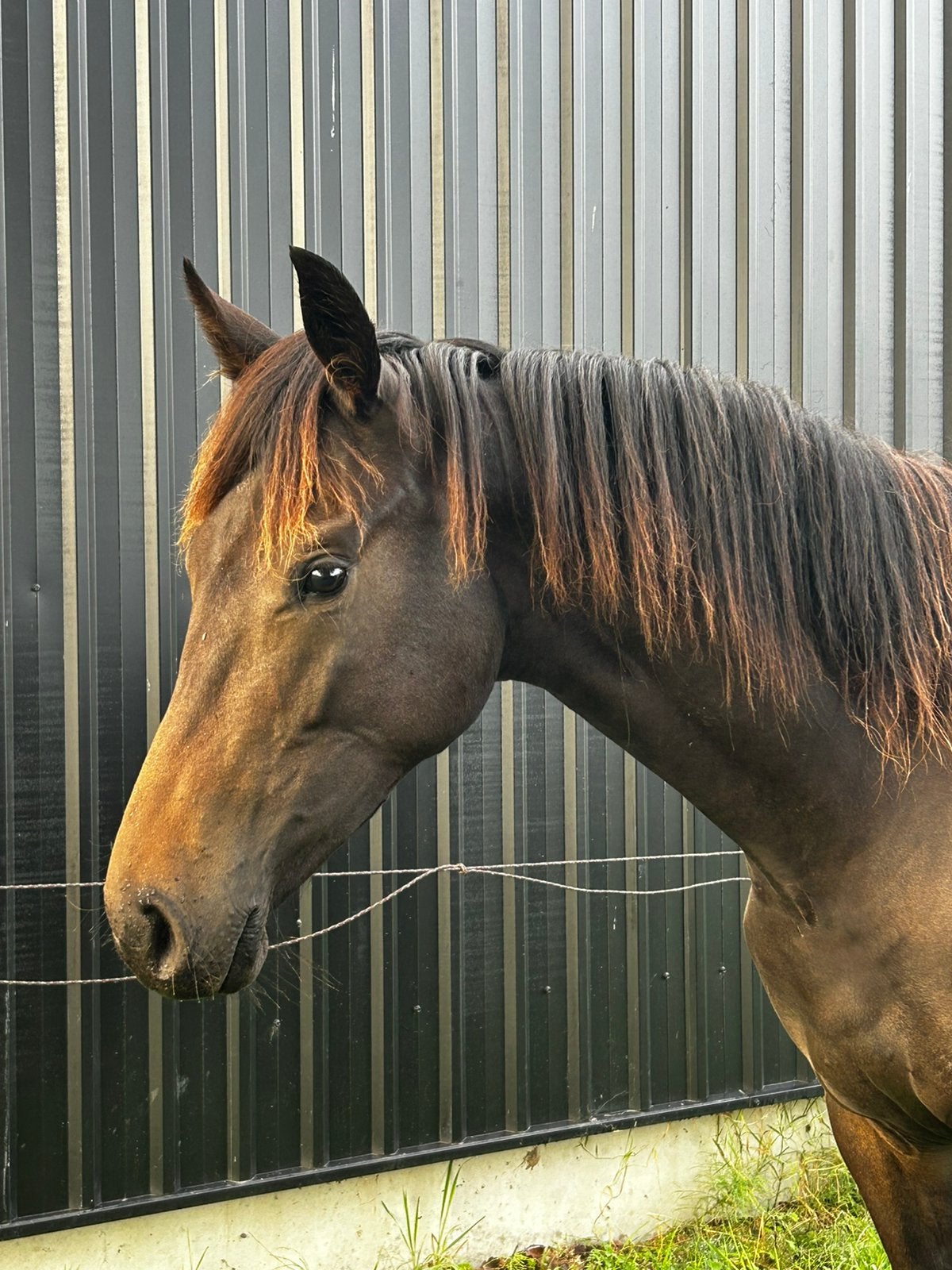 Prachtige KWPN jaarling merrie van Blue Horse Zackerey, Merrie, Met stamboom, Dressuurpaard, 0 tot 2 jaar