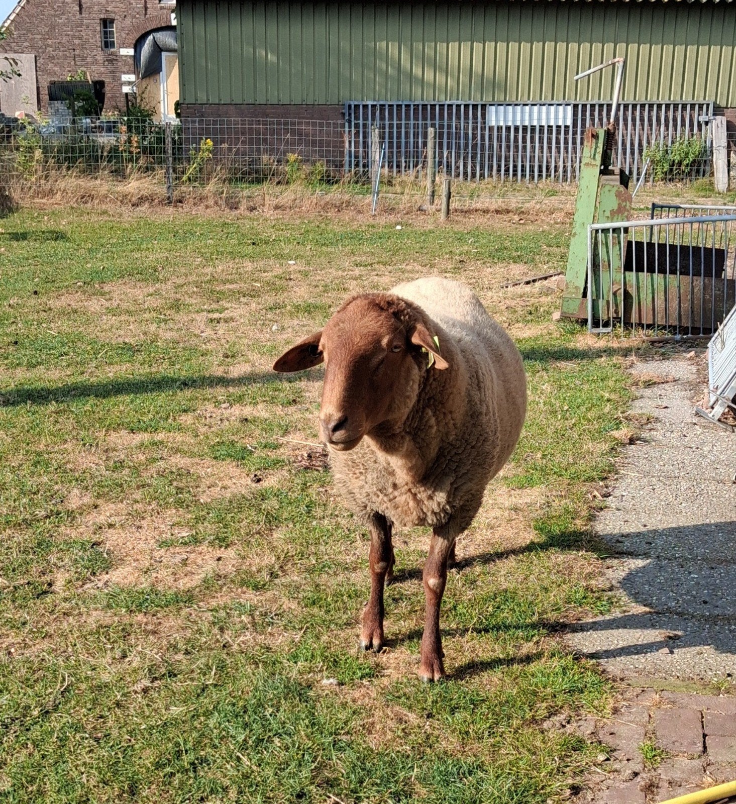 coburger fuchs ram, Mannelijk, Schaap