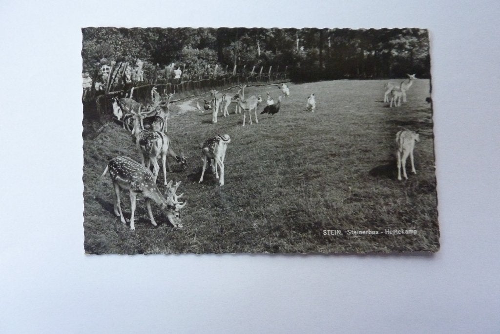 Stein Steinerbos Hertekamp 1963?, Ophalen of Verzenden, 1960 tot 1980, Gelopen, Limburg