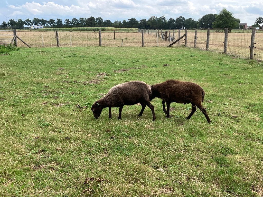 Ouessant schapen, Dieren en Toebehoren, Schapen, Geiten en Varkens, Meerdere dieren, Schaap