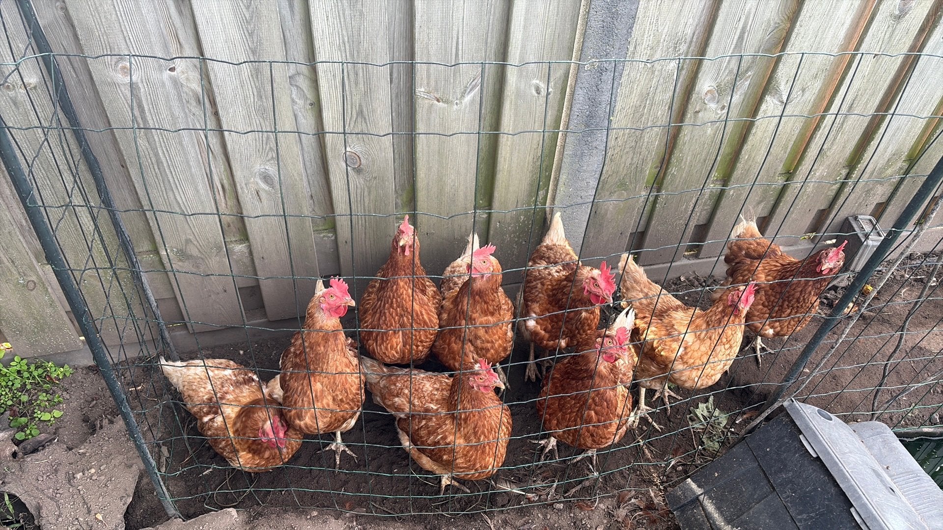 10 leg kippen, Dieren en Toebehoren, Vrouwelijk, Kip
