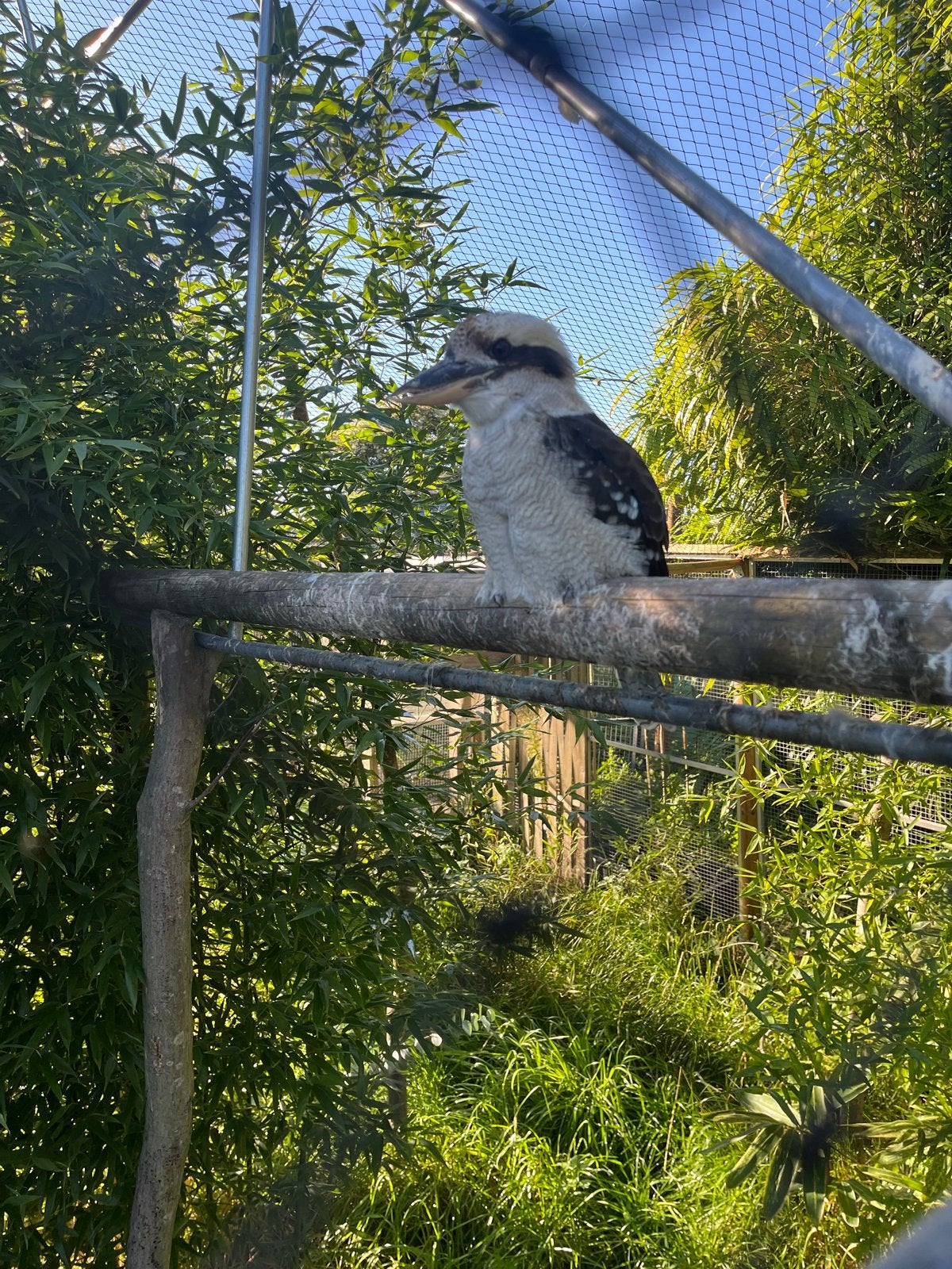 Op zoek naar een mannelijke kookaburra, Mannelijk, Roofvogel, Geringd