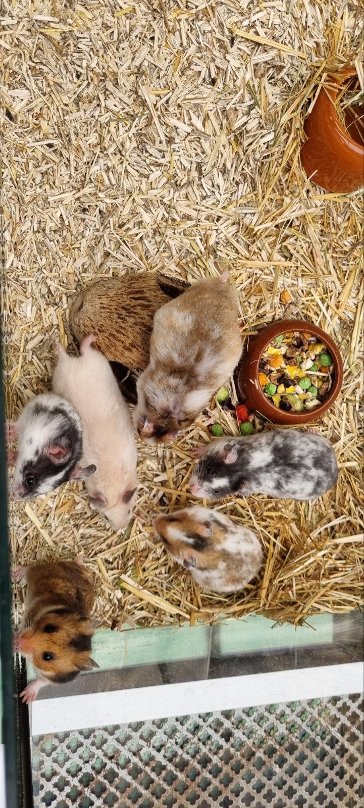 Syrische Goudhamster, Dieren en Toebehoren, Knaagdieren, Hamster, Maart, Meerdere dieren, Tam