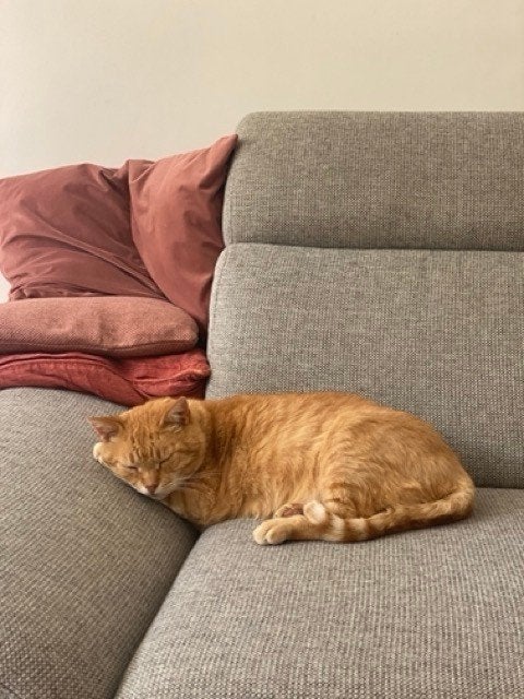 Nieuw baasje voor Moos gezocht, Kater, Kortharig, 6 jaar of ouder