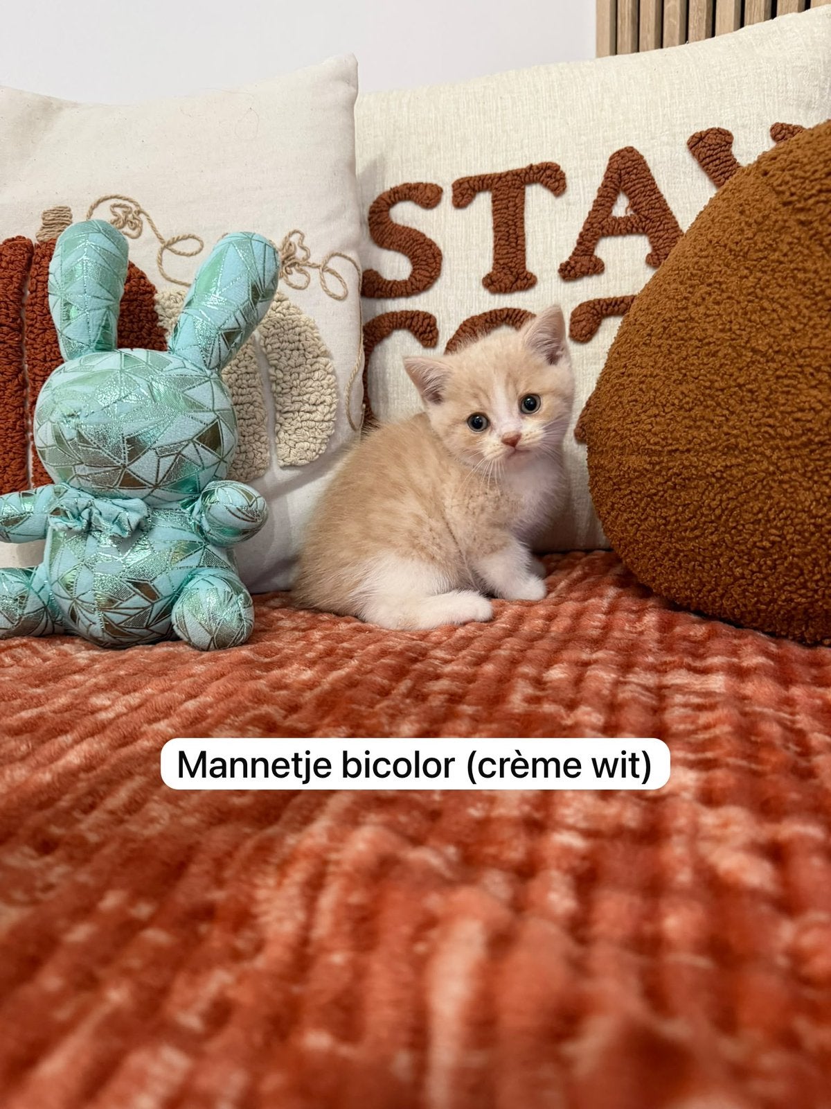 Britse korthaar kitten (ANTWERPEN), Kater, Gechipt, 0 tot 2 jaar