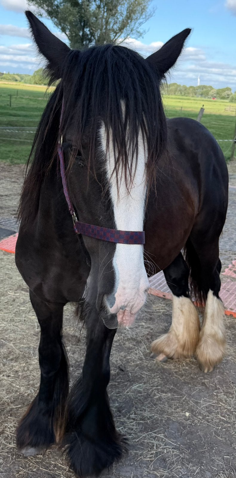 ✨ bijzondere kans voor de echte Gypsy Horse  liefhebber!, Dieren en Toebehoren, Paarden, Merrie, Minder dan 160 cm, 0 tot 2 jaar