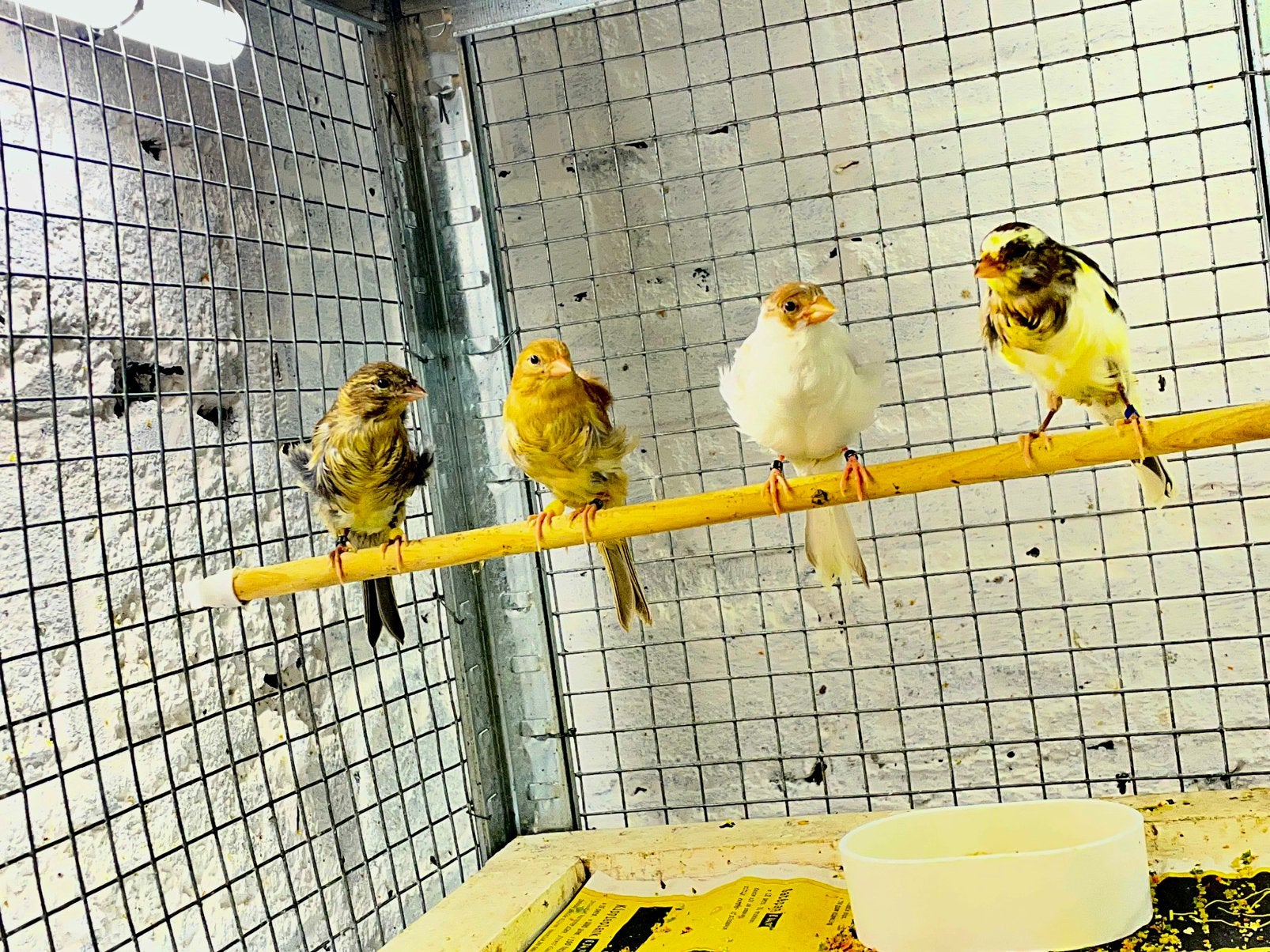 Nederlandse Frisé kanarie  2026– € 30 p.s, Dieren en Toebehoren, Vogels | Kanaries, Meerdere dieren, Kleurkanarie