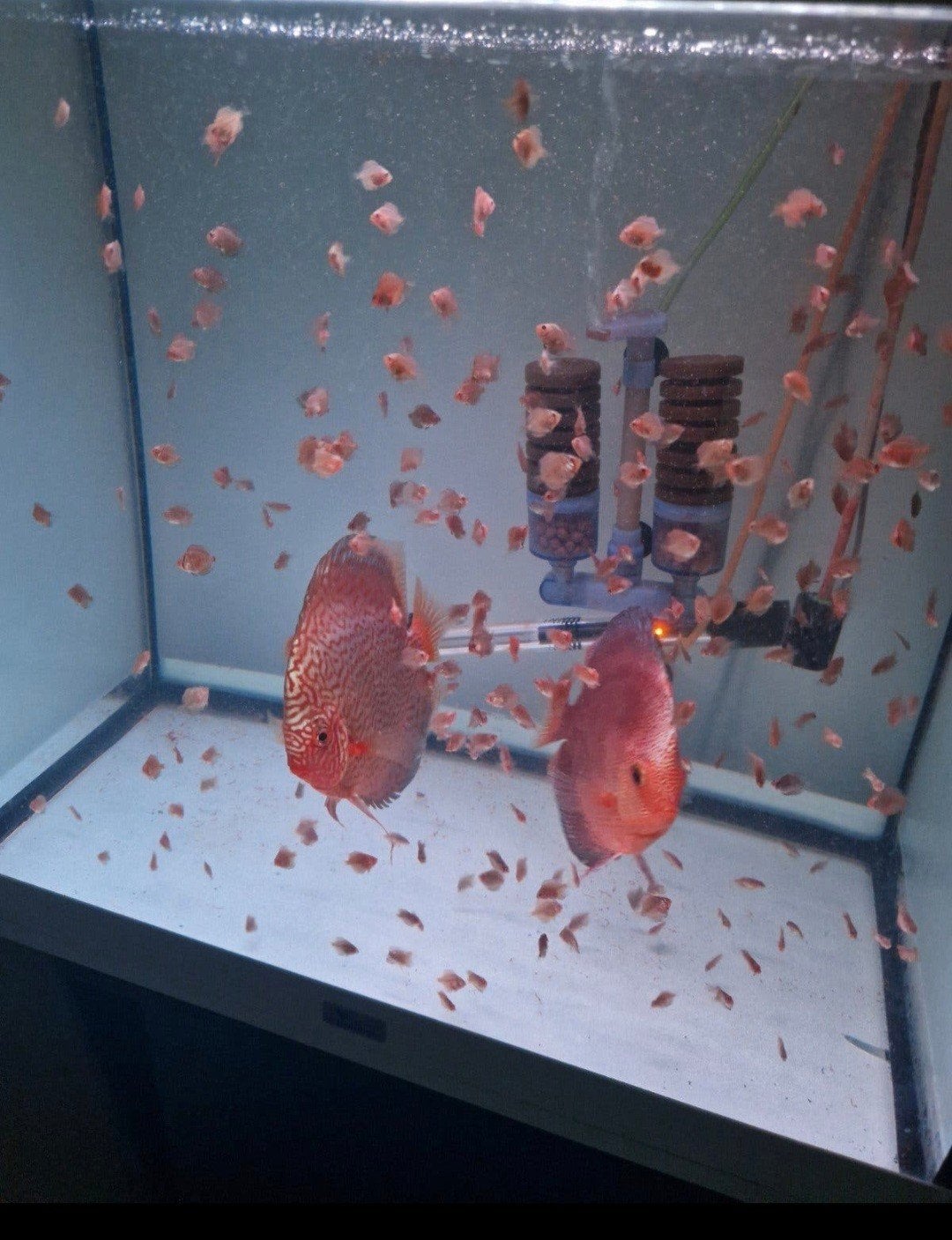 jonge discus vissen rond 5 cm., Vis