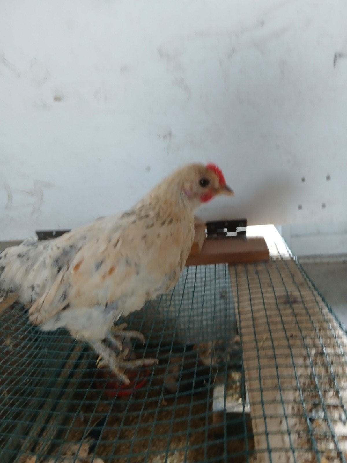 Mooie hollandse krielen, Meerdere dieren, Kip
