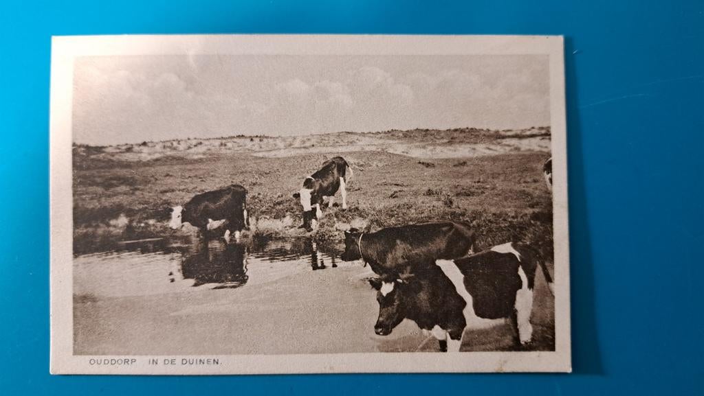Ouddorp,  koeien in de duinen 1929, Ophalen of Verzenden, 1920 tot 1940, Gelopen, Zuid-Holland