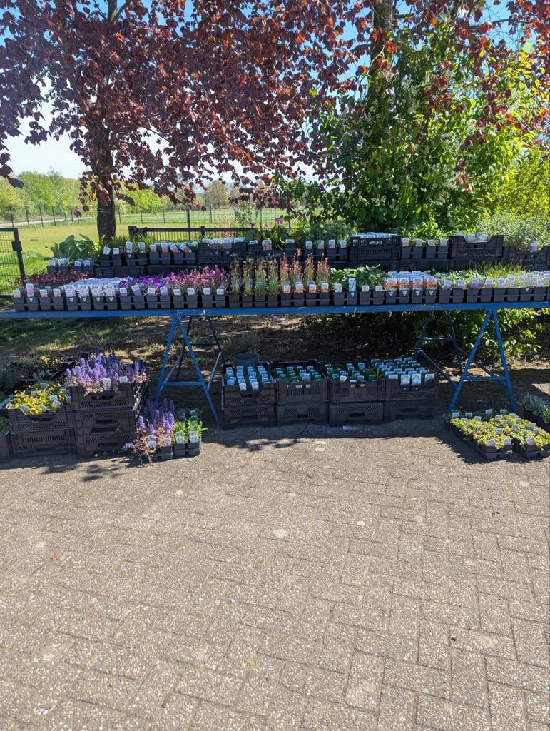 Vaste planten, Ophalen of Verzenden