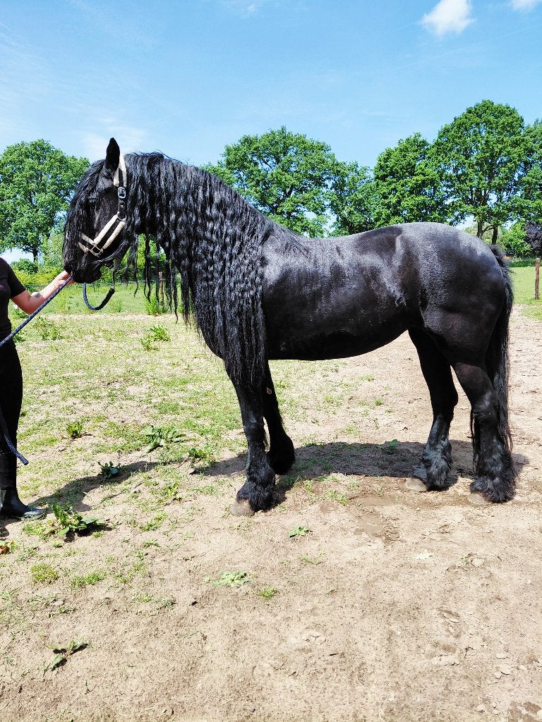 Fries te koop, Dieren en Toebehoren, Paarden, Merrie, Met stamboom, B, Dressuurpaard
