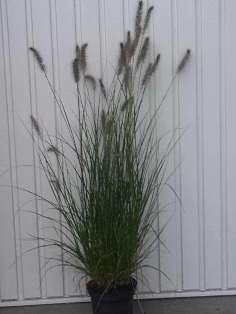 Siergras (lampenpoetser)/pennisetum alopecuroides hameln, Ophalen, Vaste plant, Siergrassen, Halfschaduw