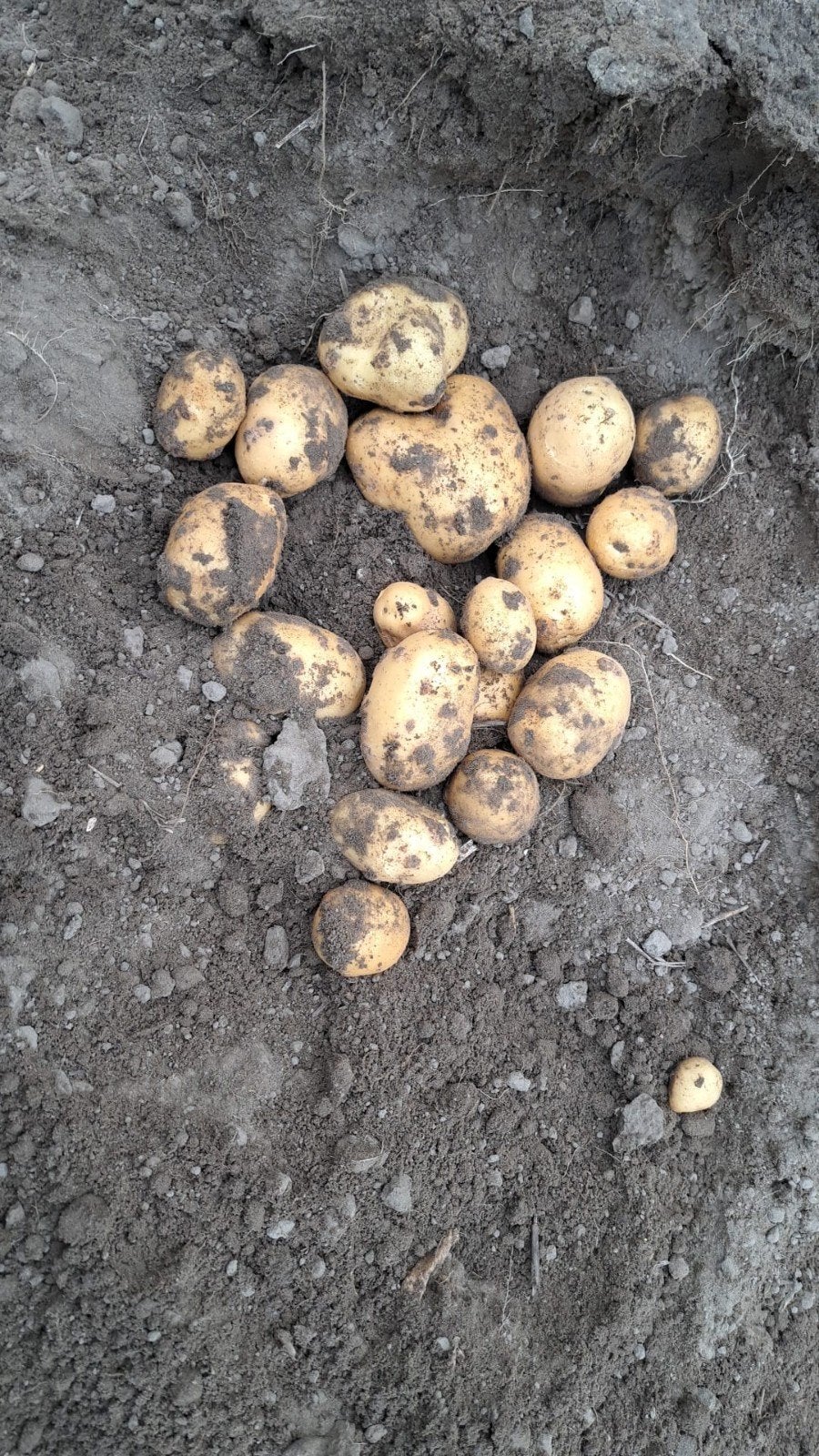 Agria aardappels, Ophalen