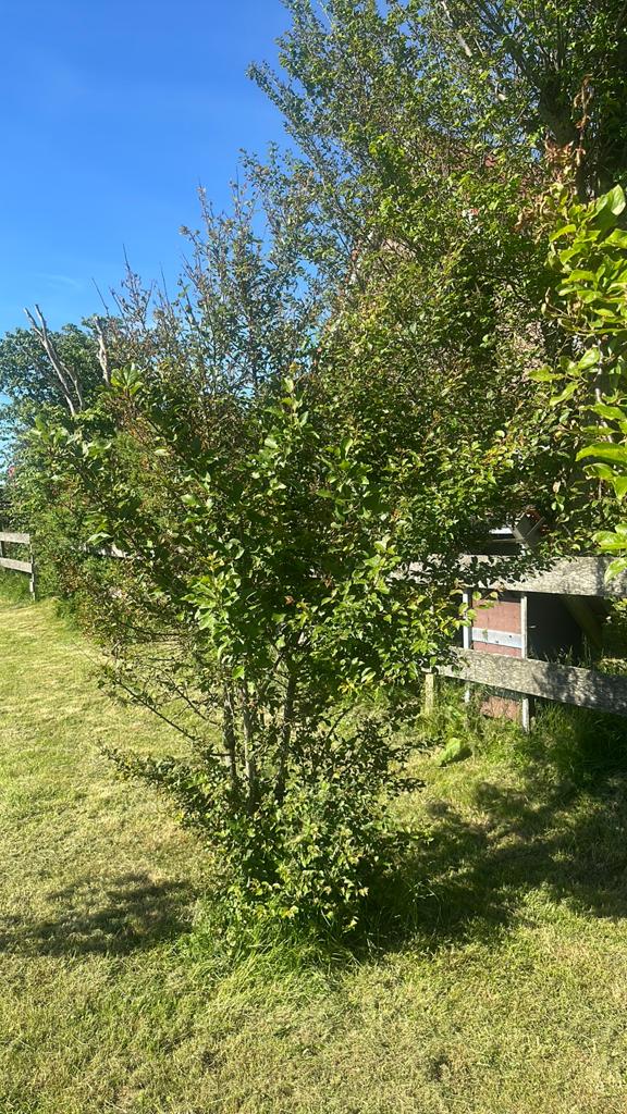 Gezonde pruimenboom met vruchtjes!, Tuin en Terras, Planten | Bomen, Ophalen of Verzenden, Volle zon, Overige soorten