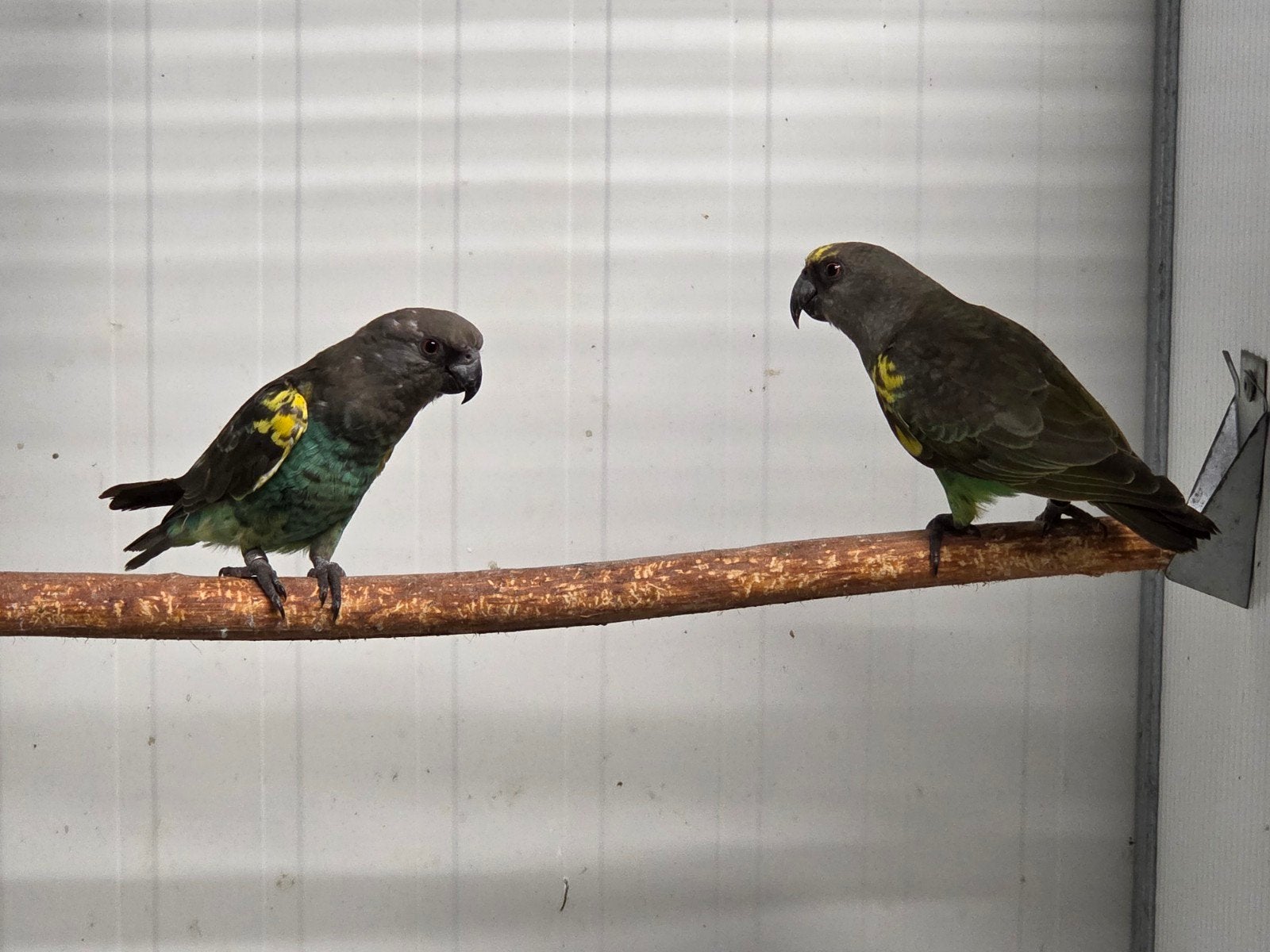 Diverse vogels aangeboden, Dieren en Toebehoren, Vogels | Parkieten en Papegaaien, Meerdere dieren, Parkiet