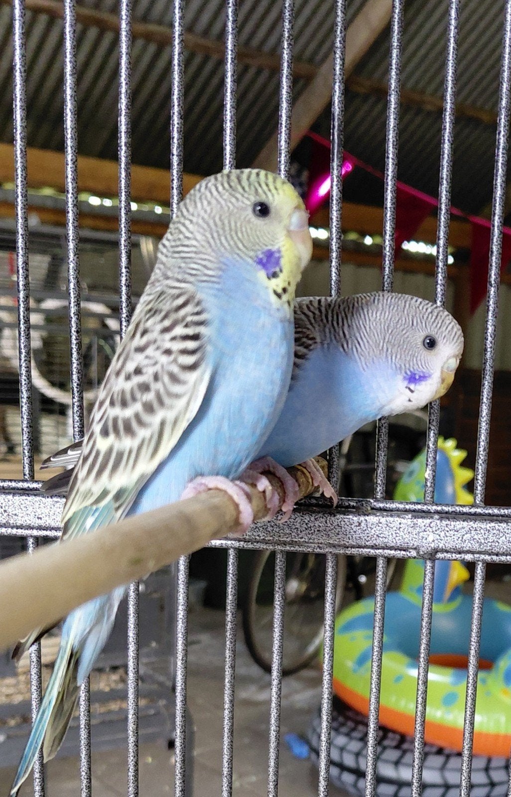Te koop parkieten, Dieren en Toebehoren, Vogels | Parkieten en Papegaaien, Meerdere dieren, Parkiet