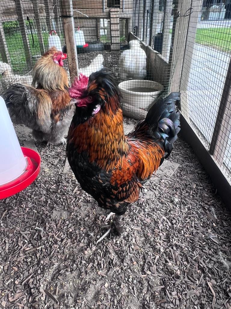Haan ter overname Zijdehoen / Padua van 1 jaar jong GRATIS, Dieren en Toebehoren, Pluimvee, Mannelijk, Kip