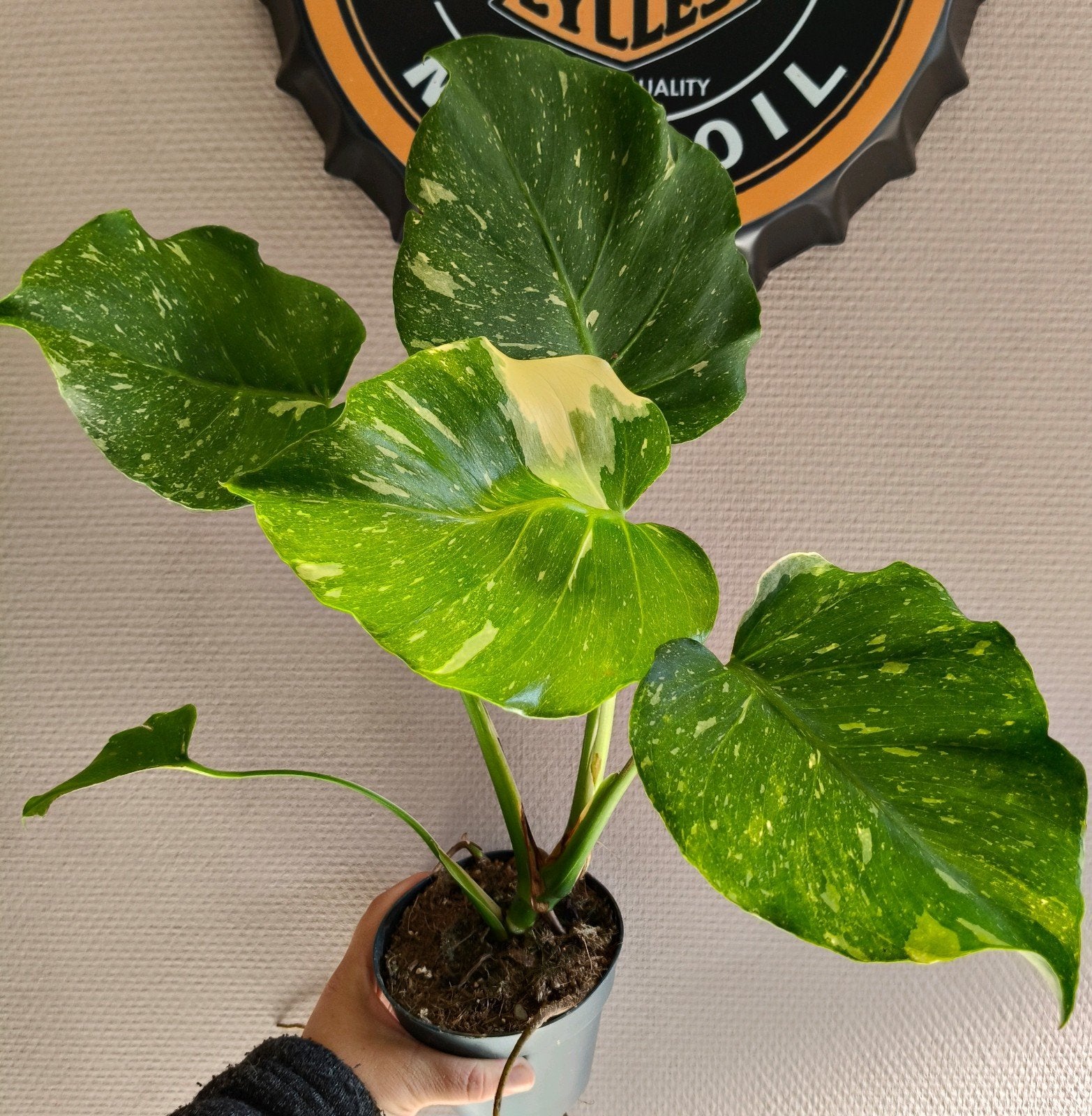 Monstera Thai constellation mutation noid, Verzenden, Halfschaduw, Minder dan 100 cm