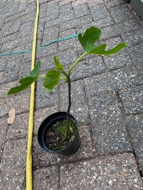 Vijgenstek, Ophalen, Minder dan 100 cm, Overige soorten, Zomer