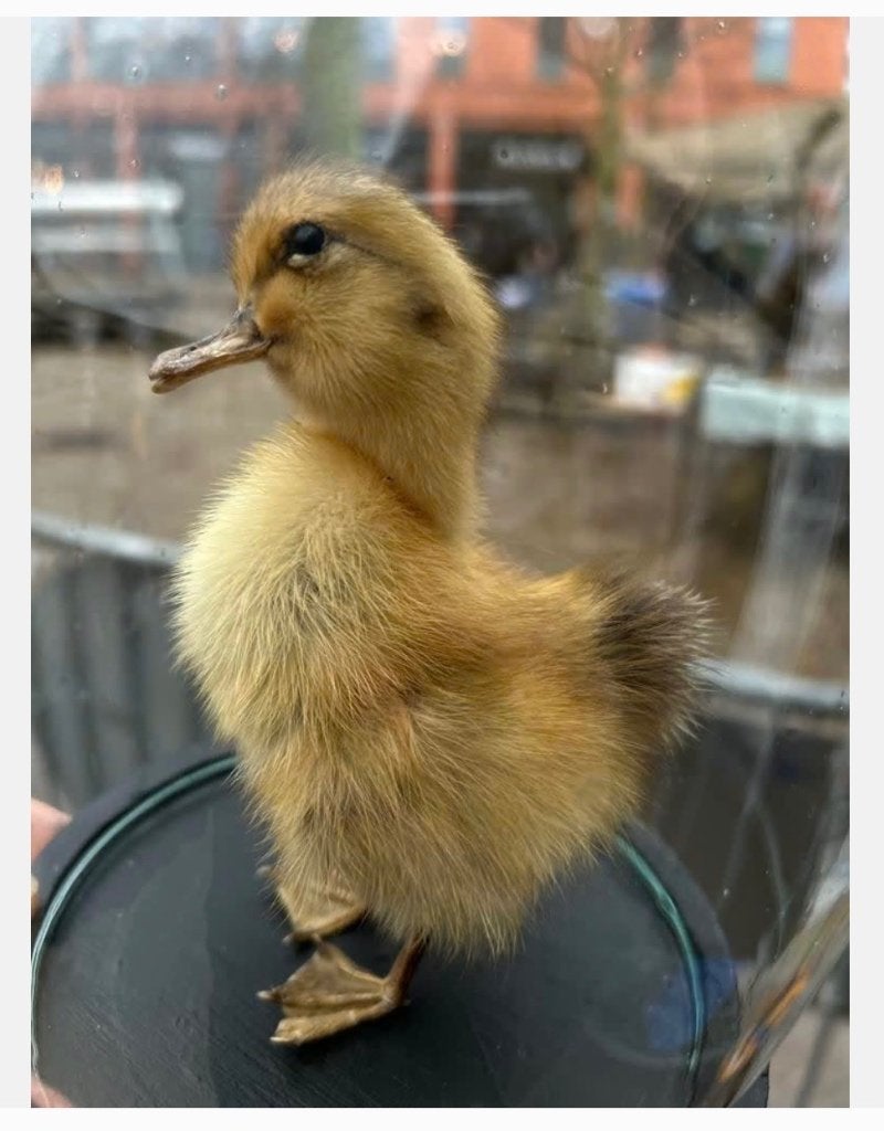 Mooi Opgezet kuikentje onder stolp, op houten voet, Verzamelen, Dierenverzamelingen, Ophalen of Verzenden, Vogel, Opgezet dier