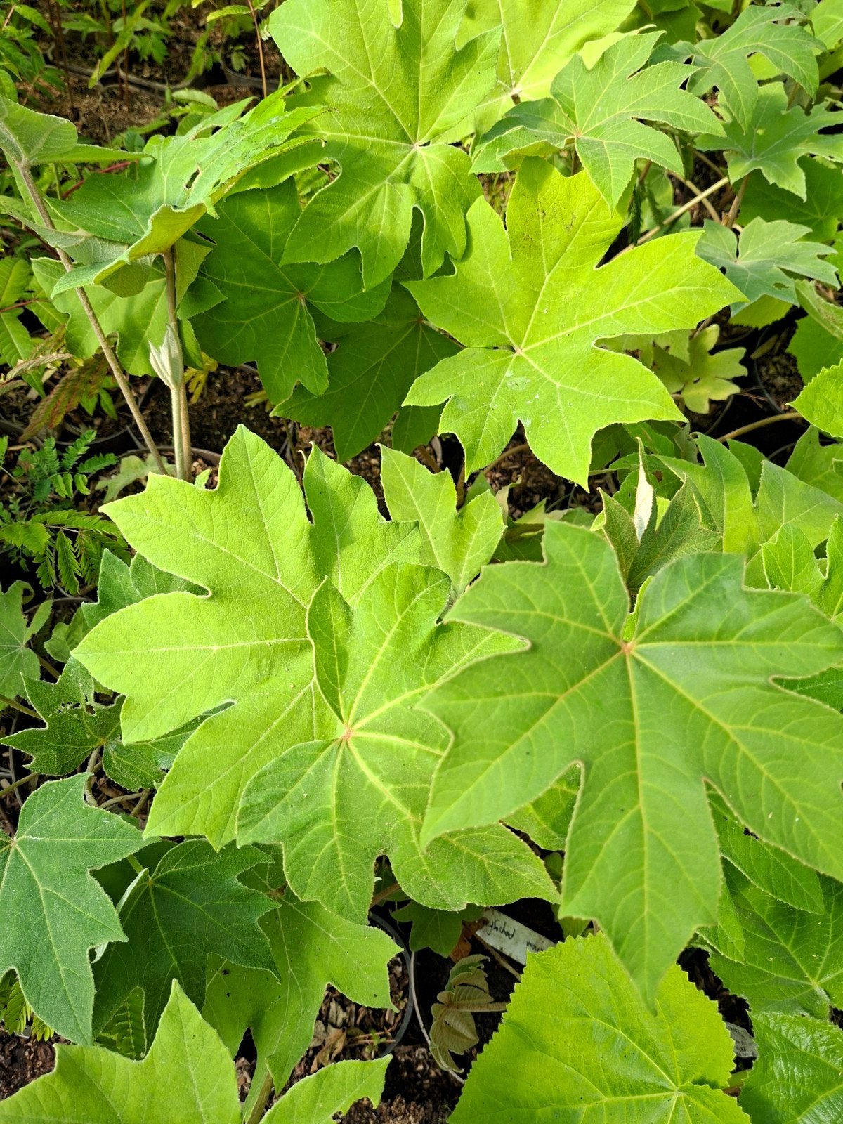 chinese rijstpapier plant (Tetrapanax papyrifera), Ophalen of Verzenden, Overige soorten, Minder dan 100 cm