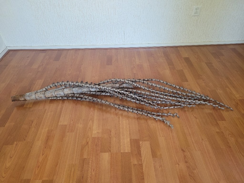 Bananen boomtak / bananen boomstengel, Ophalen, Binnen, Natuurlijk materiaal, Grijs