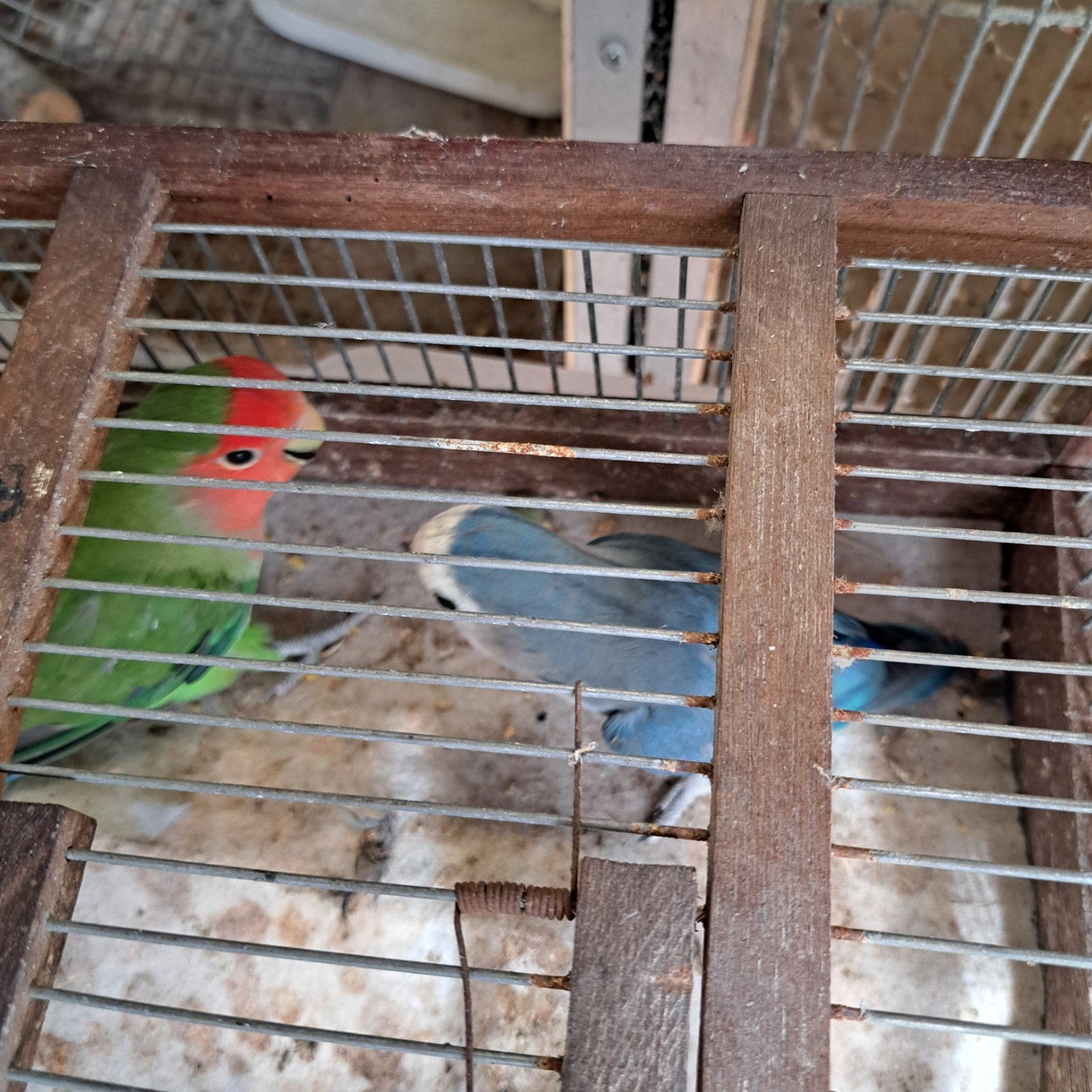 te koop agapornisen, Meerdere dieren, Parkiet