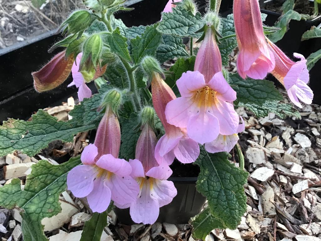 Rehmannia Bright Caroline – Chinees vingerhoedskruid, Volle zon, Vaste plant, Zomer, Ophalen