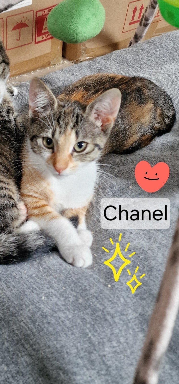 te koop: mooie lieve kittens, Dieren en Toebehoren, Meerdere dieren