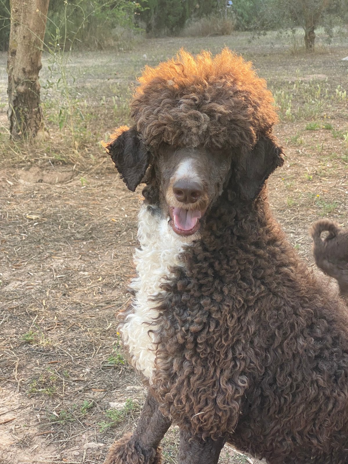 Wegens anulering schitterend konings poedel reutje!!!, 15 weken tot 1 jaar, Reu, Eén hond, Nederland
