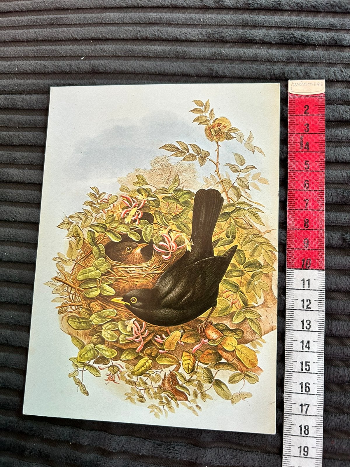 Leuke geillustreerde prent plaatje vogel op nest, Ophalen of Verzenden, Zo goed als nieuw, Plaatje