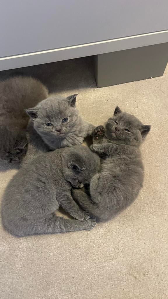 Britse korthaar kittens, Meerdere dieren, Ontwormd, 0 tot 2 jaar