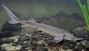 A. Baerii Steur ca. 40-50 cm Slechts €27,50 p/st - Koidream