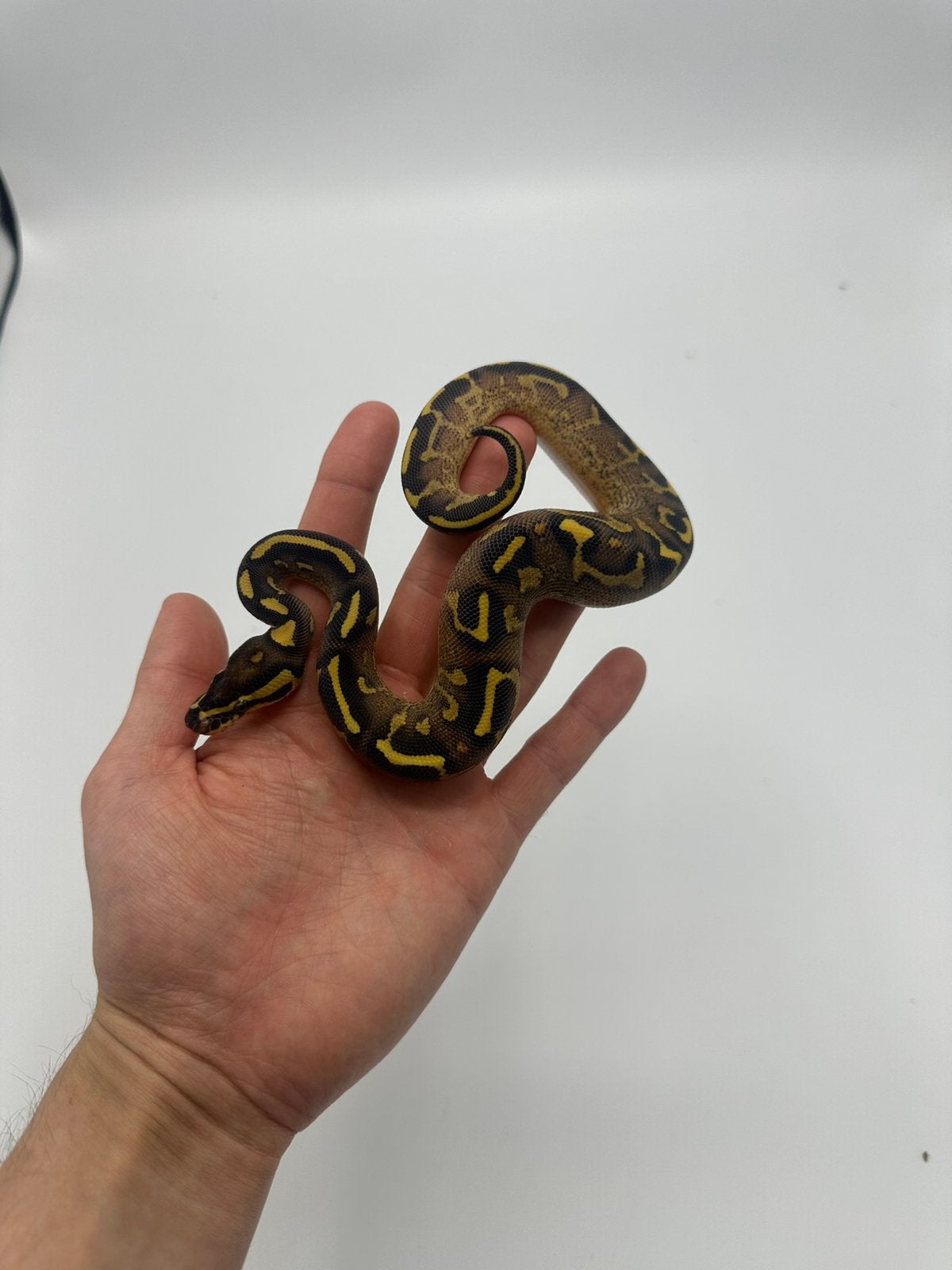 1.0 python regius - super gravel poss enchi poss h clownpied
