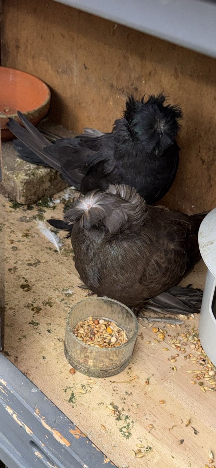 Takla buhara, Dieren en Toebehoren
