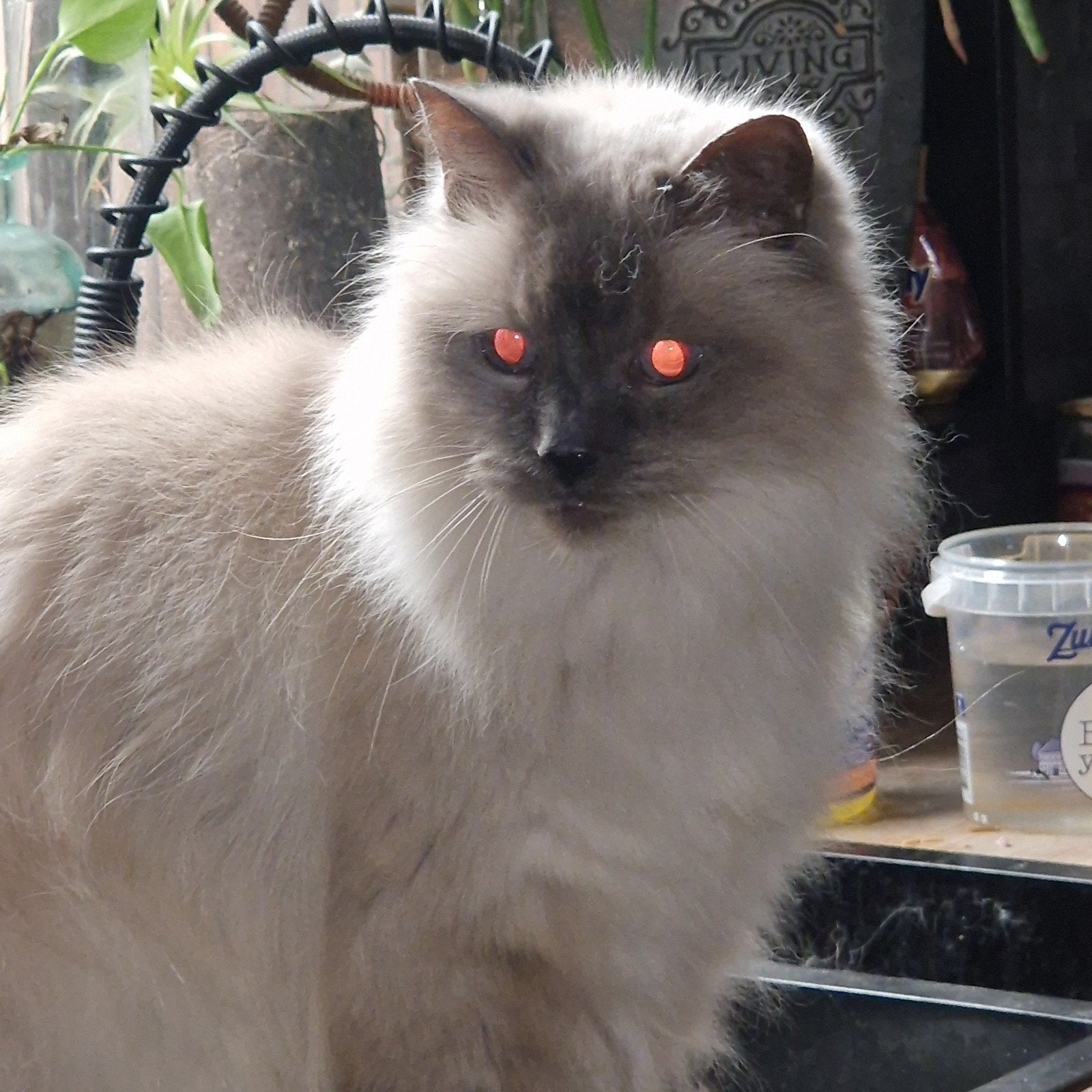 kittens kruising Ragdoll Europese korthaar, Meerdere dieren, Ontwormd