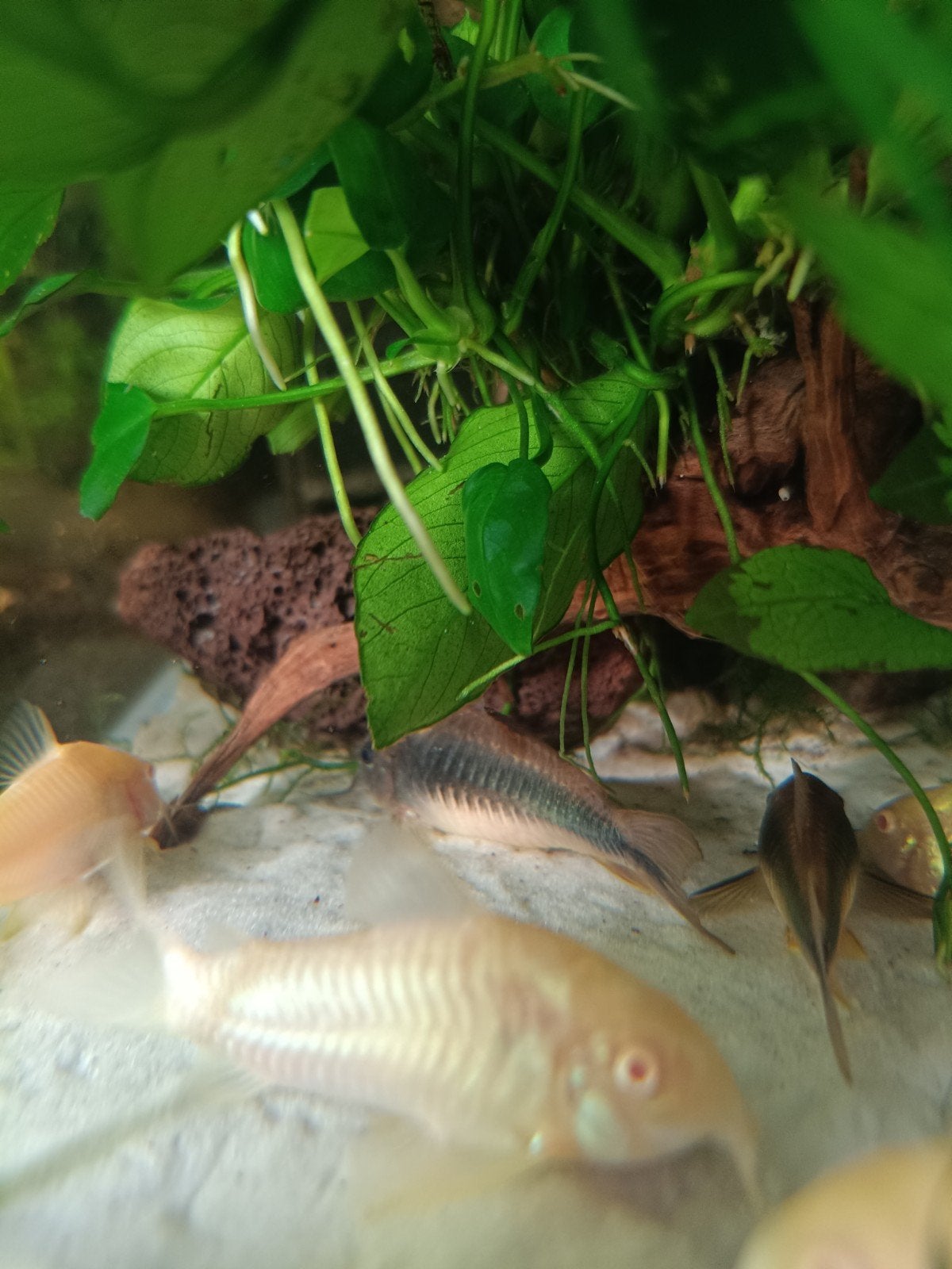 gold stripe Corydoras, Dieren en Toebehoren, Vissen | Aquariumvissen, Vis