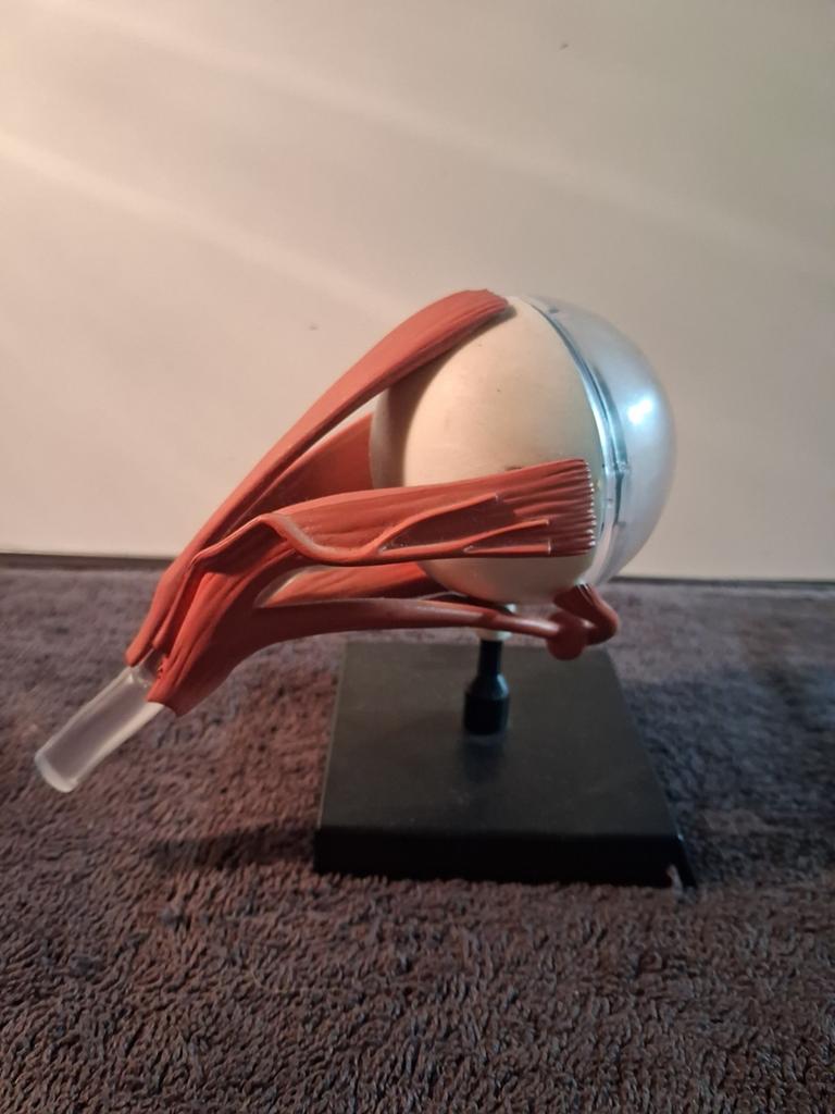 Anatomisch model oog, Ophalen of Verzenden