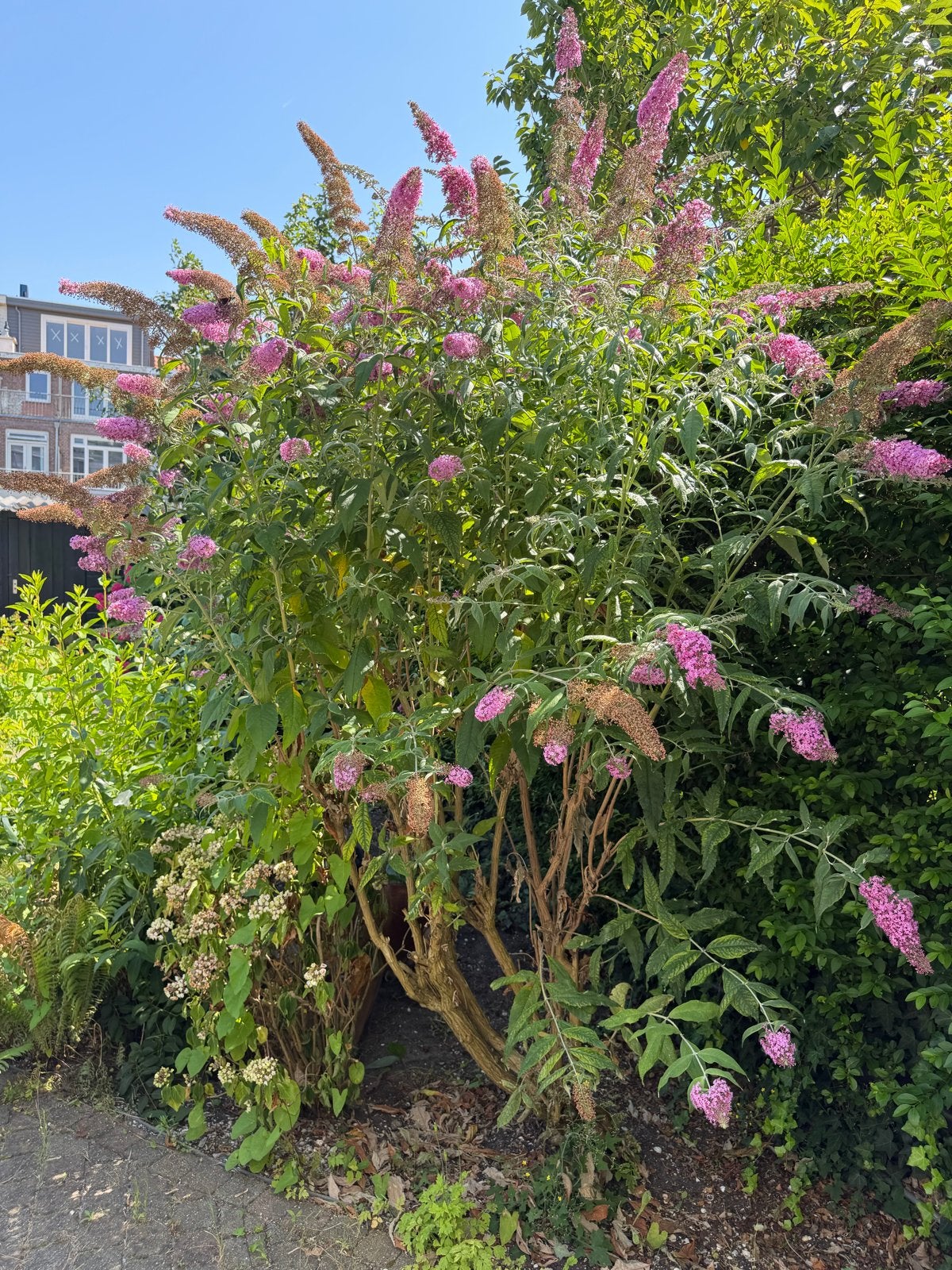 2 grote vlinderstruiken (Buddleja davidii), Volle zon, Vaste plant, Zomer, Ophalen