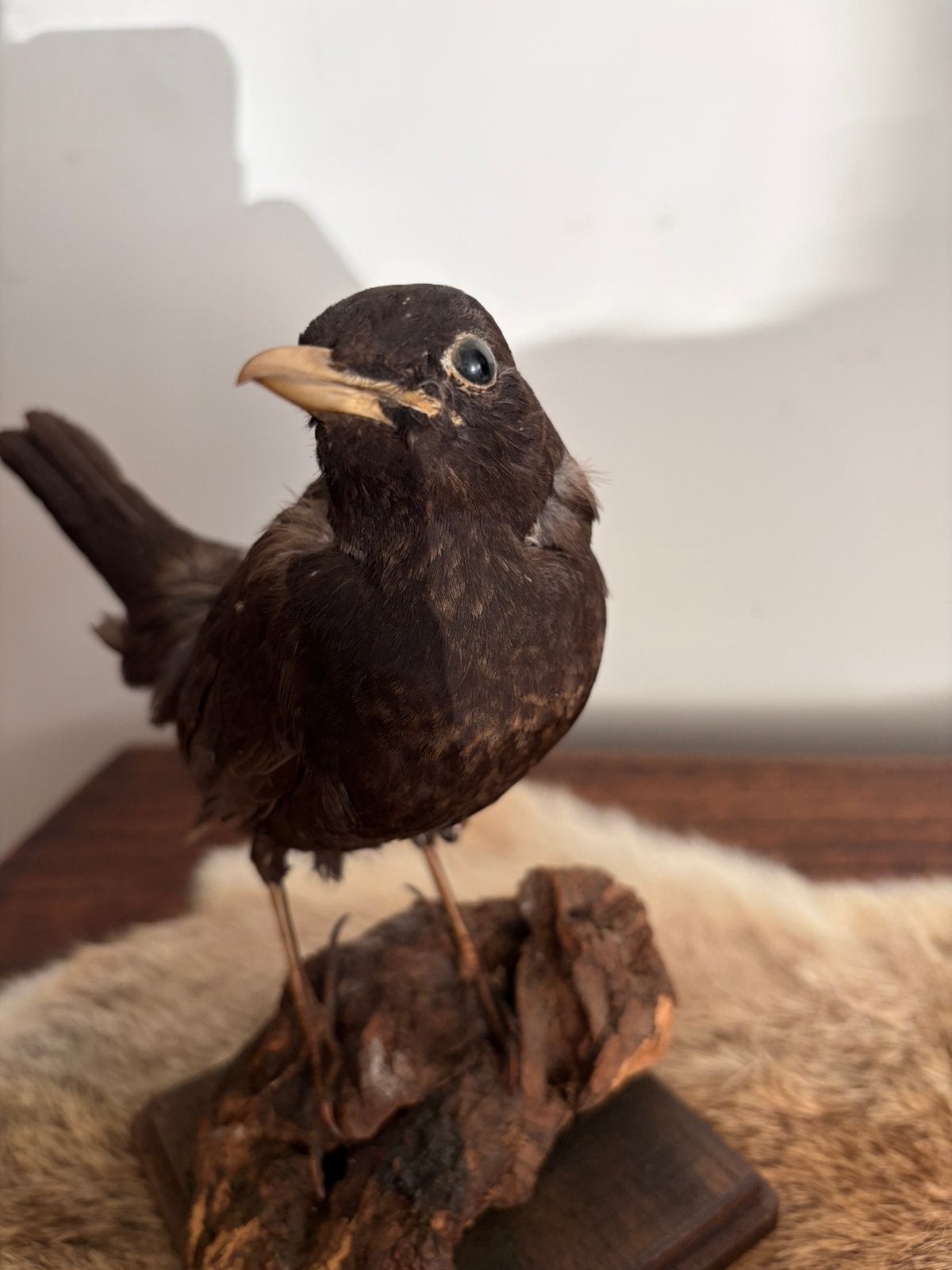Opgezette merel, Ophalen of Verzenden, Vogel, Opgezet dier
