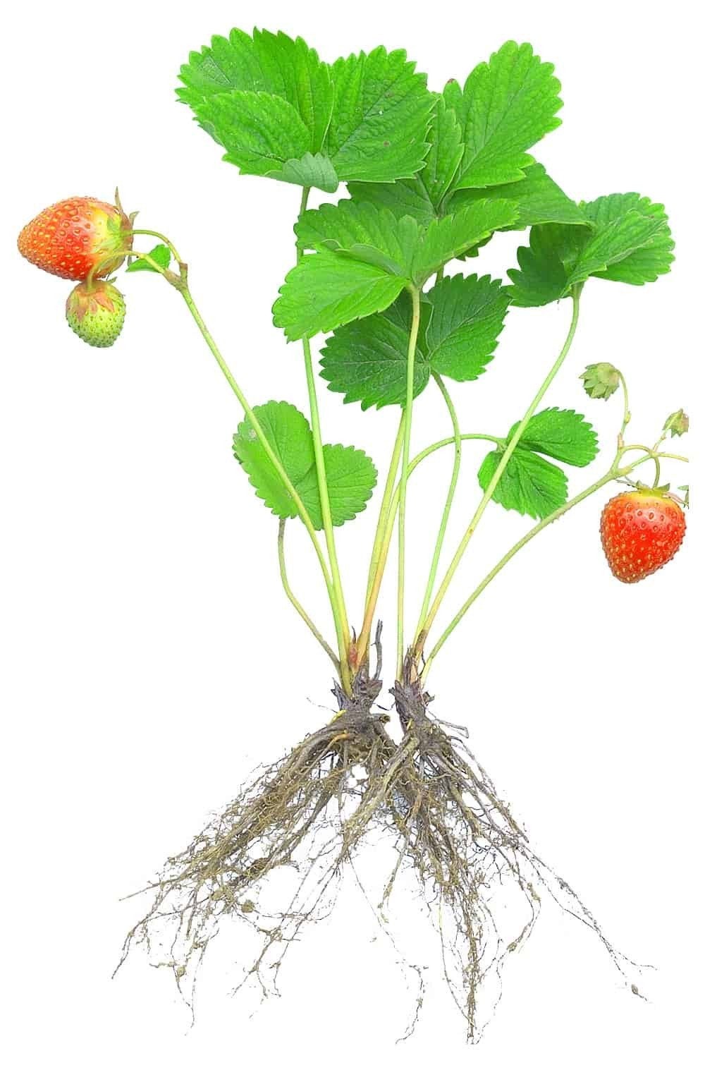 Aardbeienplanten te koop, Tuin en Terras, Planten | Tuinplanten, Ophalen, Overige soorten, Volle zon