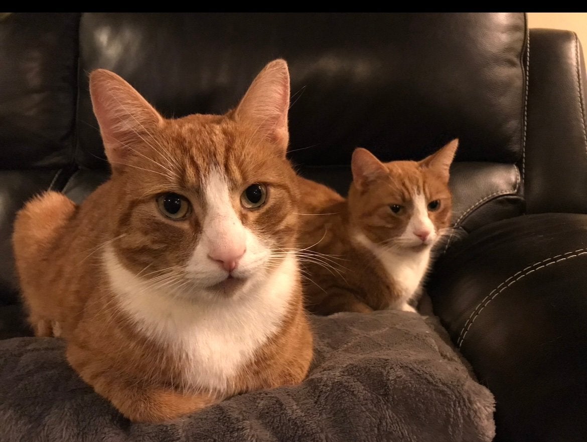 Meet the Donnies, de rode katers, Dieren en Toebehoren, Katten en Kittens | Overige Katten, Kater, Kortharig, 3 tot 5 jaar