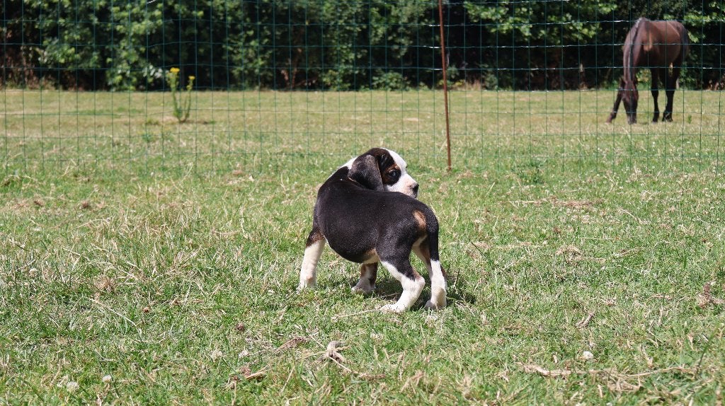 Hele lieve en mooie Bulldog x Beagle pups te koop, Dieren en Toebehoren, Honden | Beagles, Bassets en Lopende honden, Parvo, Beagle