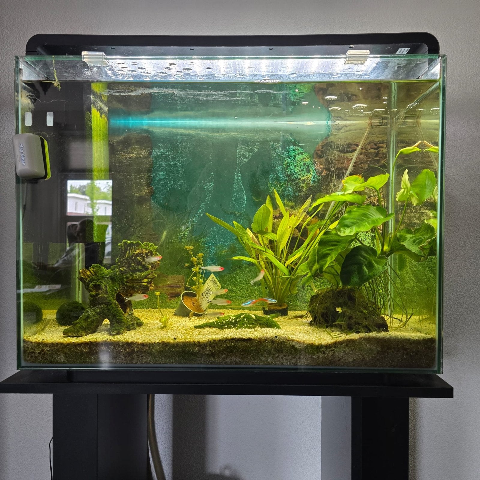 Aquarium, Ophalen, Inclusief vissen, Superfish, Gevuld zoetwateraquarium